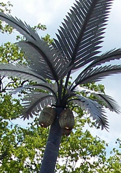 coconut-light.jpg