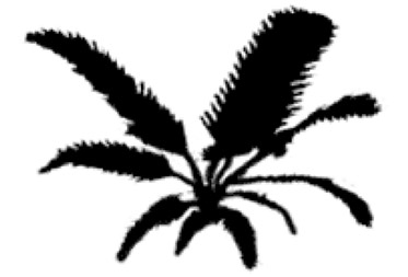 frond-large.jpg