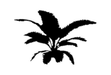 frond-regular.jpg