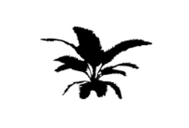 frond-small.jpg