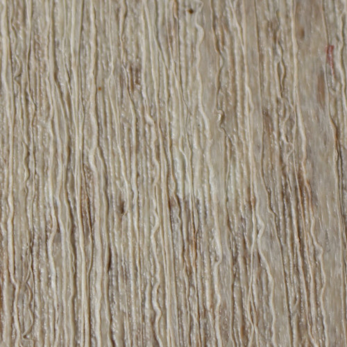 Birch